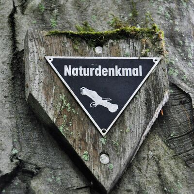 Die Hainbuche im Walterstal bei Knigshofen ist ein Naturdenkmal.