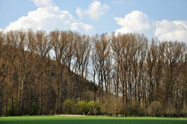 Besonders groe Exemplare der Schwarzpappel stehen zwischen Knigshofen und Unterbalbach. 